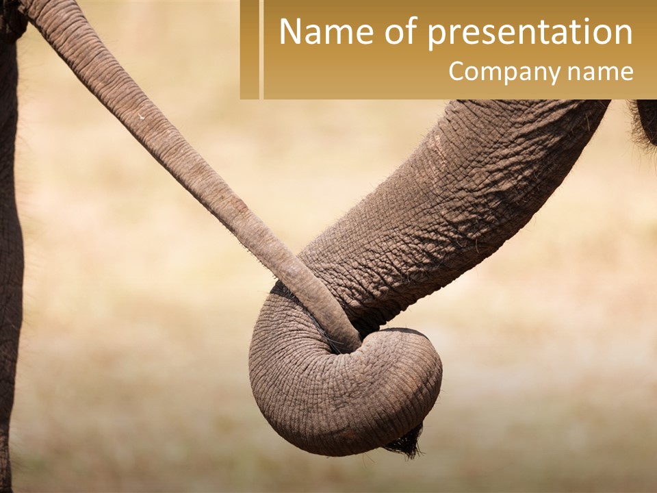 Baby Elephant Holds On To Mom's Tail PowerPoint Template