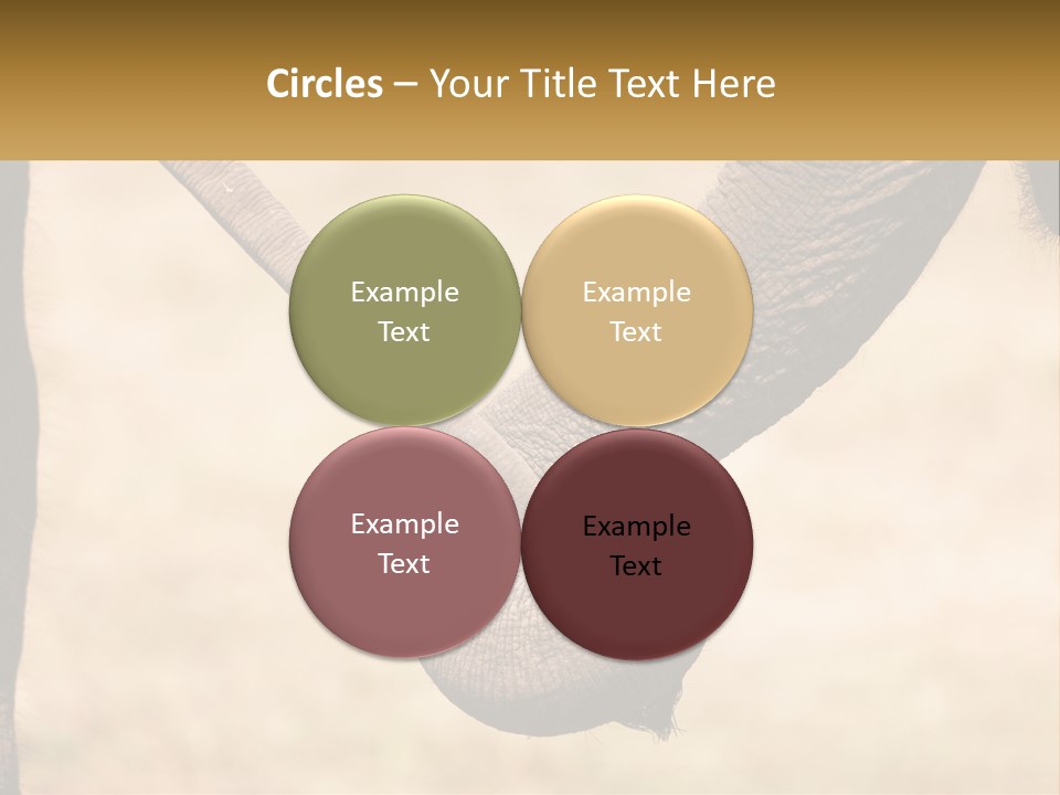 Baby Elephant Holds On To Mom's Tail PowerPoint Template