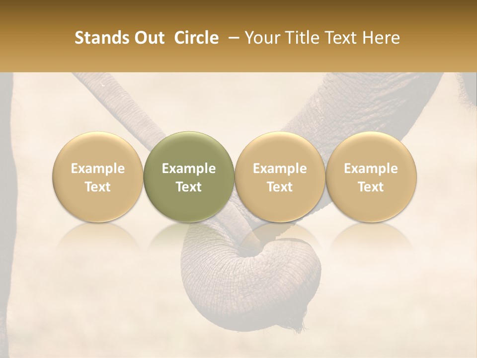 Baby Elephant Holds On To Mom's Tail PowerPoint Template