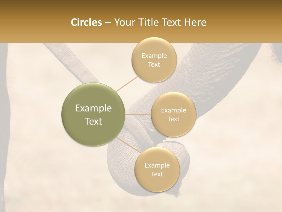 Baby Elephant Holds On To Mom's Tail PowerPoint Template