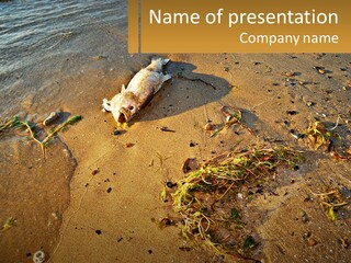 Dead Fish On The Shore PowerPoint Template