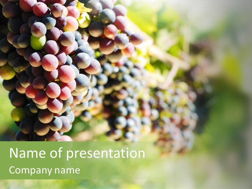 Grape Bush PowerPoint Template