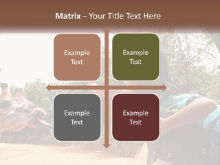 Girl Feeding A Giraffe PowerPoint Template