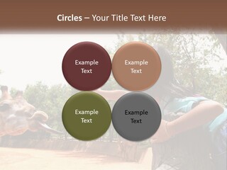 Girl Feeding A Giraffe PowerPoint Template