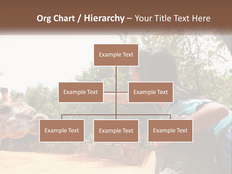 Girl Feeding A Giraffe PowerPoint Template