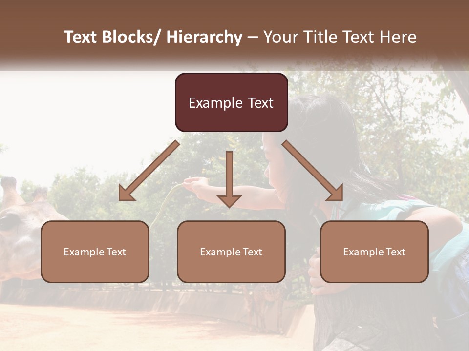 Girl Feeding A Giraffe PowerPoint Template