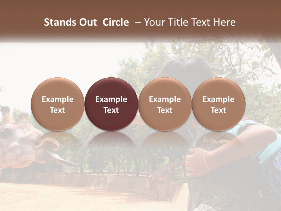 Girl Feeding A Giraffe PowerPoint Template