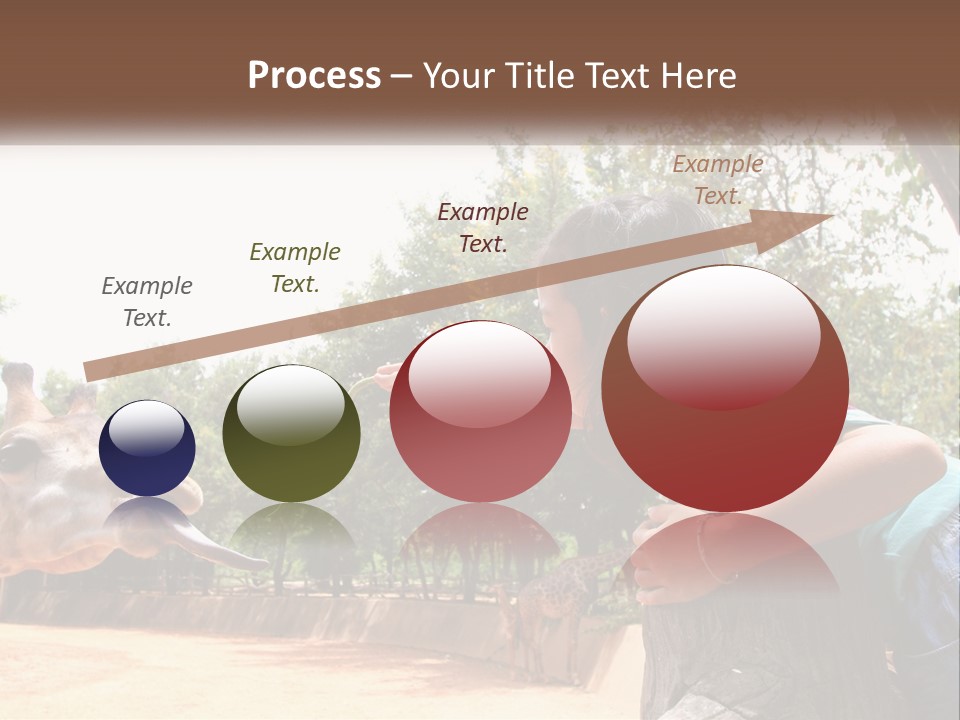 Girl Feeding A Giraffe PowerPoint Template