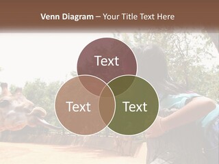 Girl Feeding A Giraffe PowerPoint Template