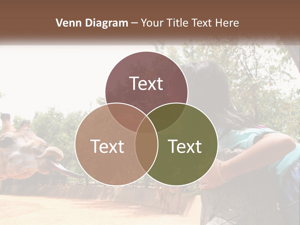 Girl Feeding A Giraffe PowerPoint Template