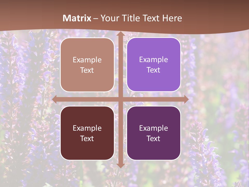 Lavender - Flowering Season PowerPoint Template