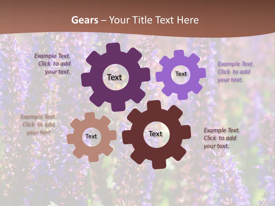 Lavender - Flowering Season PowerPoint Template