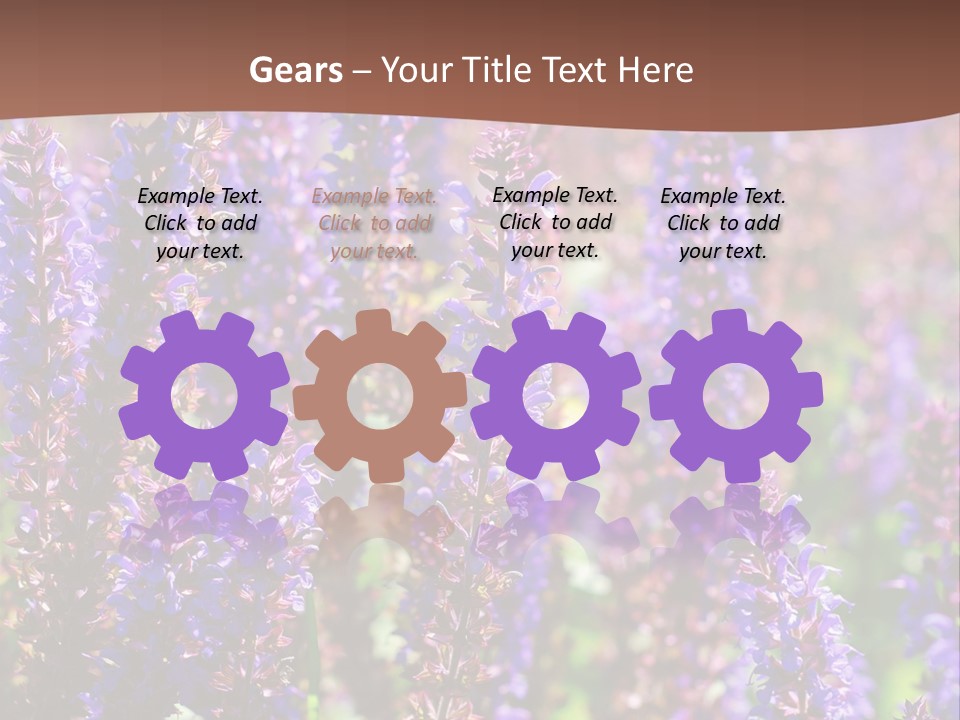 Lavender - Flowering Season PowerPoint Template