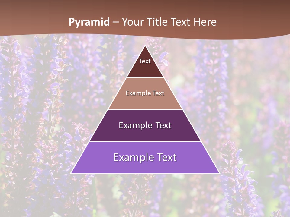 Lavender - Flowering Season PowerPoint Template