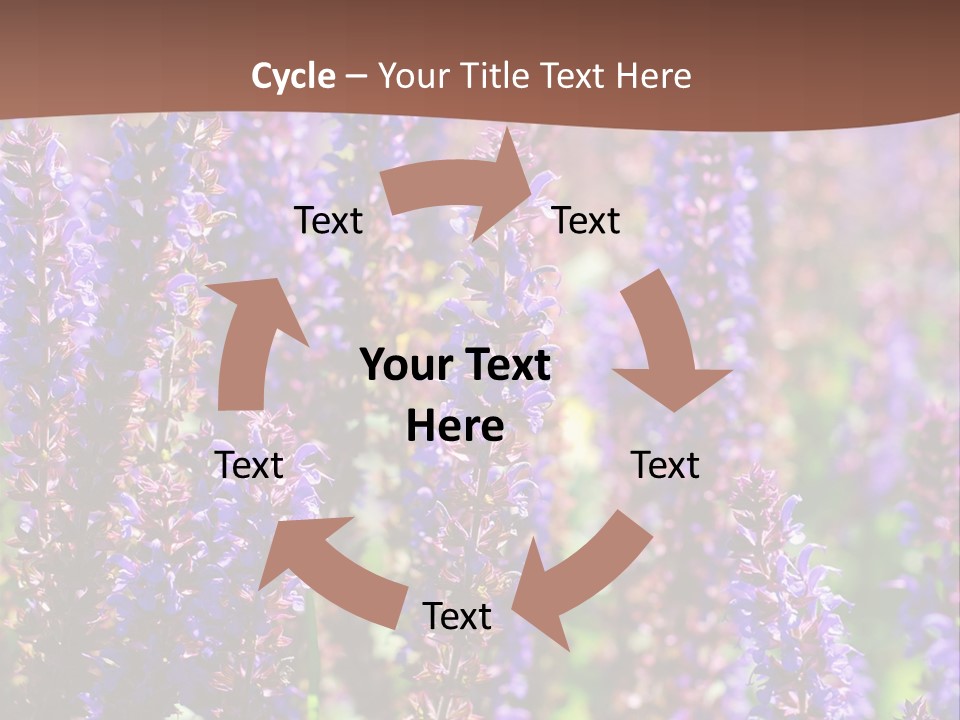 Lavender - Flowering Season PowerPoint Template