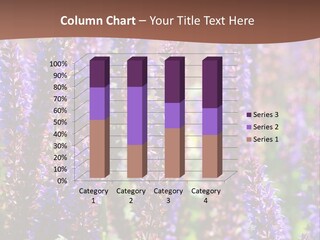 Lavender - Flowering Season PowerPoint Template