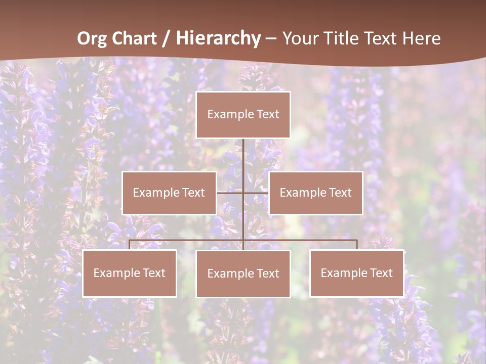 Lavender - Flowering Season PowerPoint Template