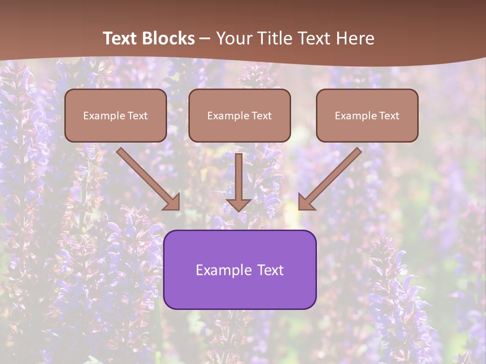 Lavender - Flowering Season PowerPoint Template