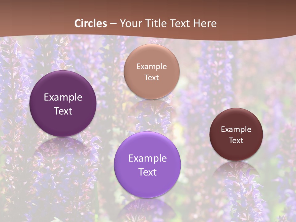 Lavender - Flowering Season PowerPoint Template