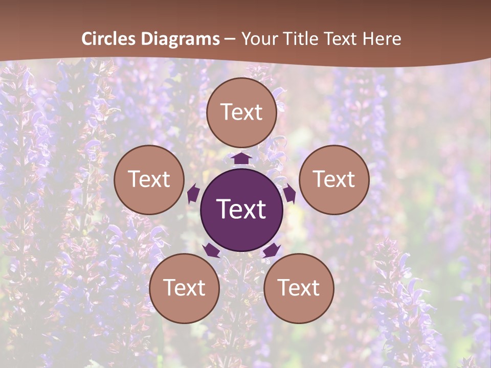 Lavender - Flowering Season PowerPoint Template