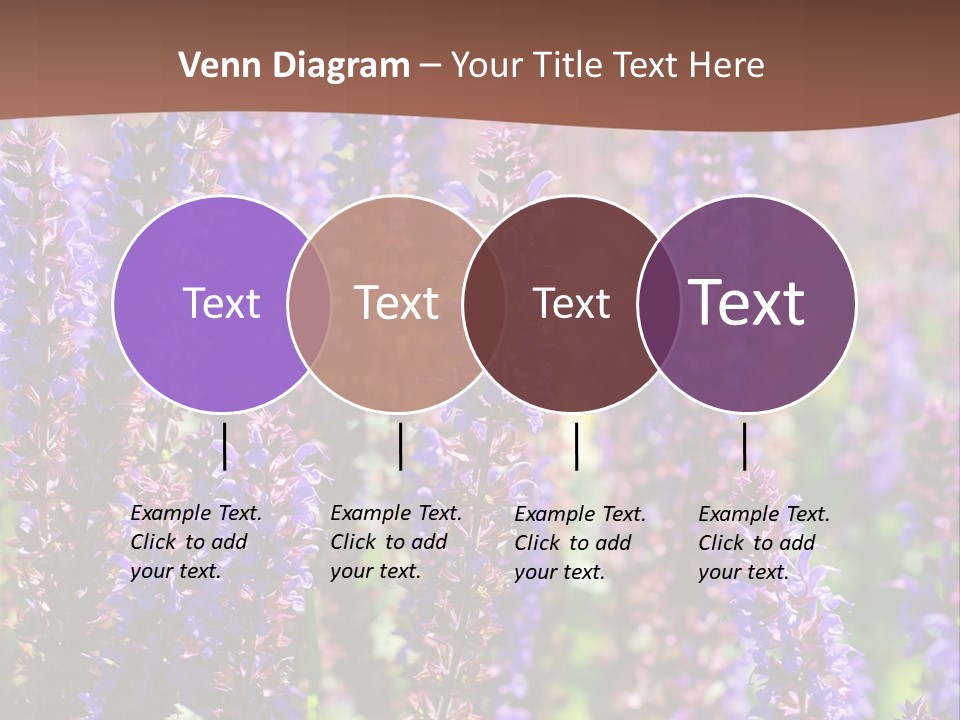 Lavender - Flowering Season PowerPoint Template