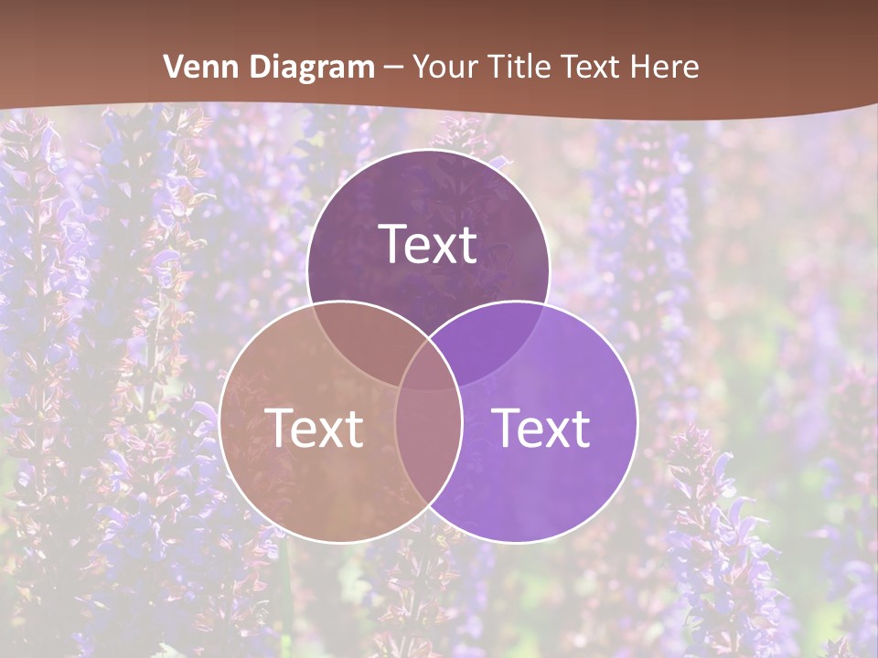 Lavender - Flowering Season PowerPoint Template