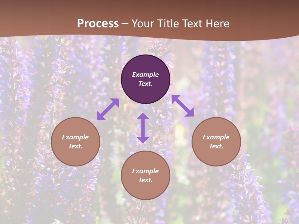 Lavender - Flowering Season PowerPoint Template