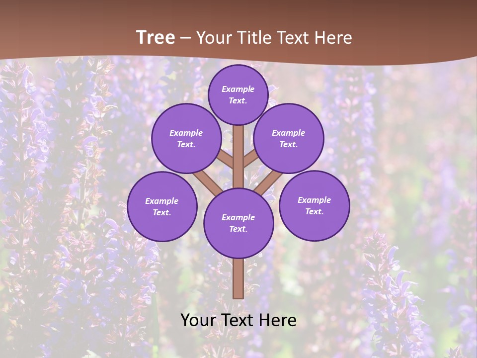 Lavender - Flowering Season PowerPoint Template