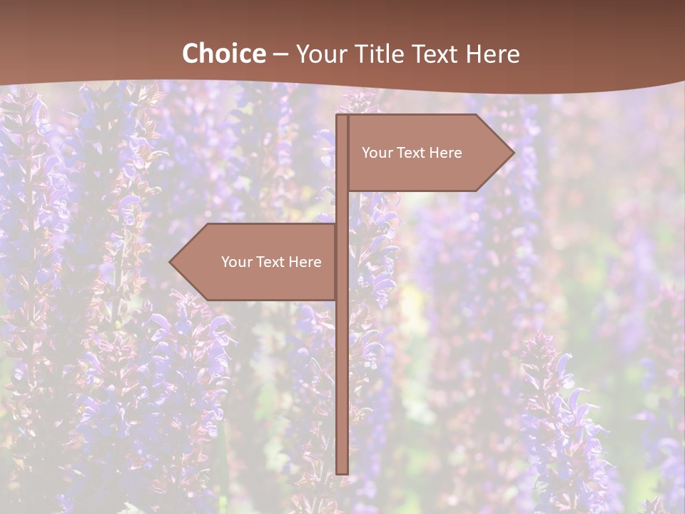 Lavender - Flowering Season PowerPoint Template