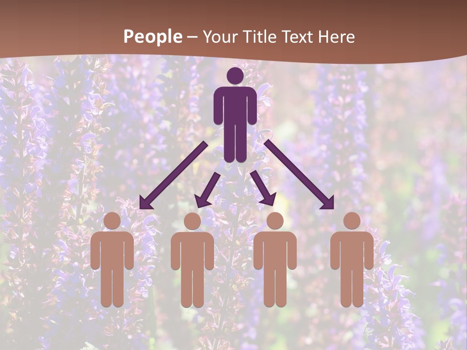 Lavender - Flowering Season PowerPoint Template