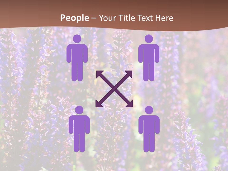 Lavender - Flowering Season PowerPoint Template