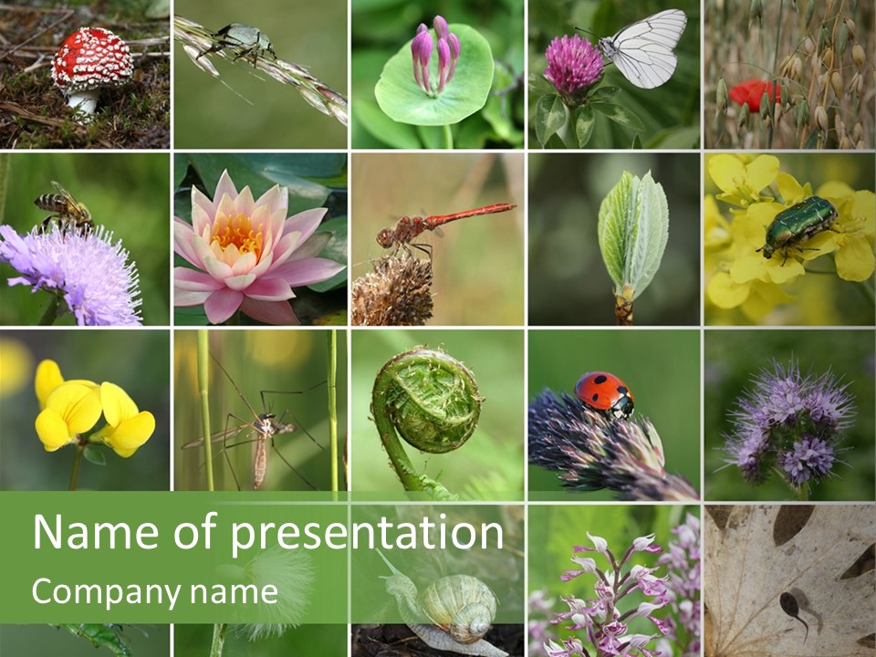 Our Nature Is Diverse PowerPoint Template