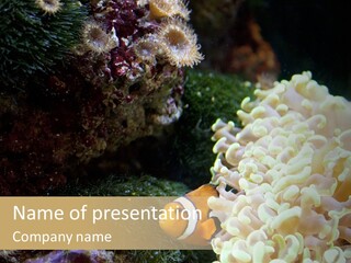 The Fish Is Hiding In Corals PowerPoint Template