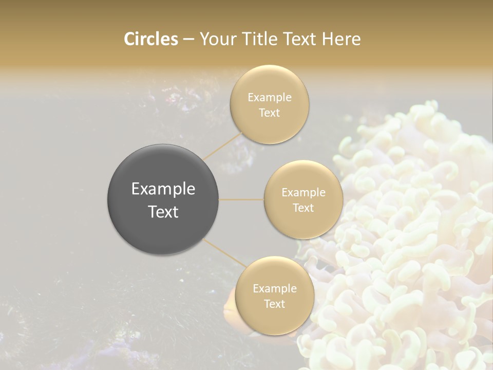 The Fish Is Hiding In Corals PowerPoint Template