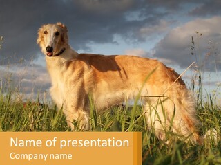 Russian Hunting Greyhound Dog PowerPoint Template