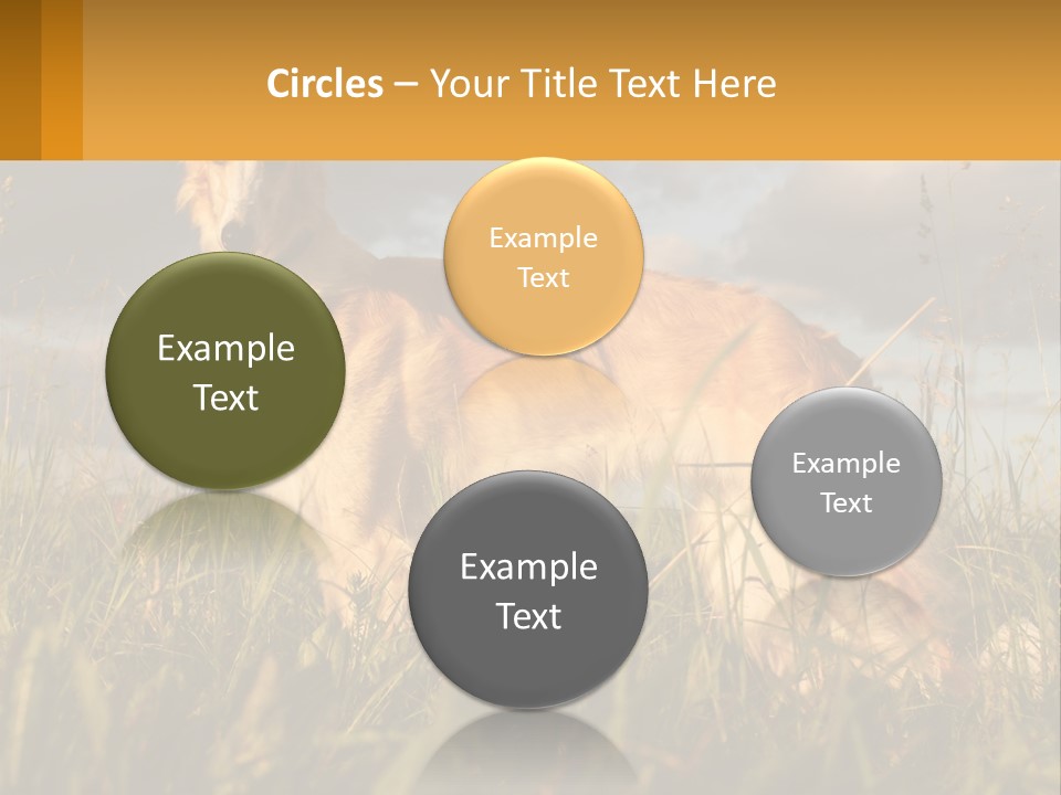 Russian Hunting Greyhound Dog PowerPoint Template