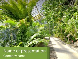 Palm Trees In The Greenhouse PowerPoint Template