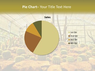 Greenhouse Cacti PowerPoint Template