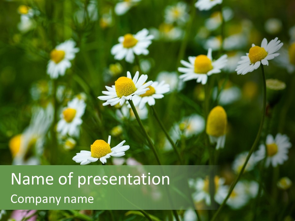 A Field Of Daisies PowerPoint Template