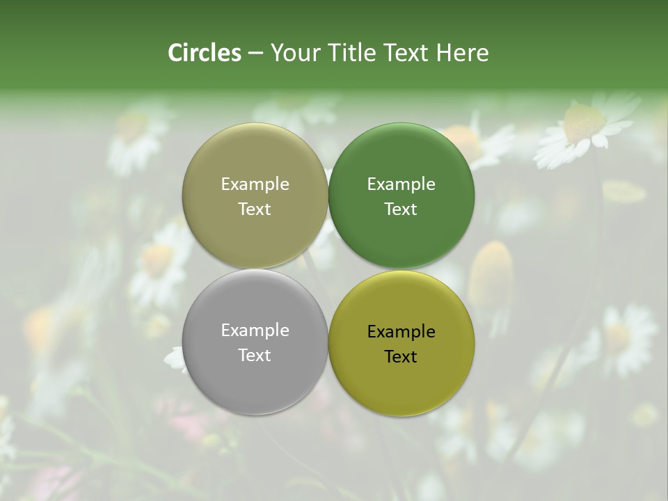A Field Of Daisies PowerPoint Template