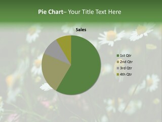 A Field Of Daisies PowerPoint Template