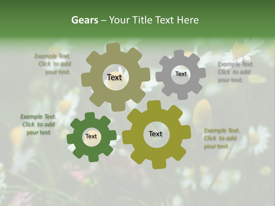 A Field Of Daisies PowerPoint Template