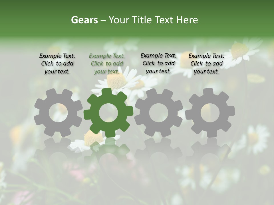 A Field Of Daisies PowerPoint Template