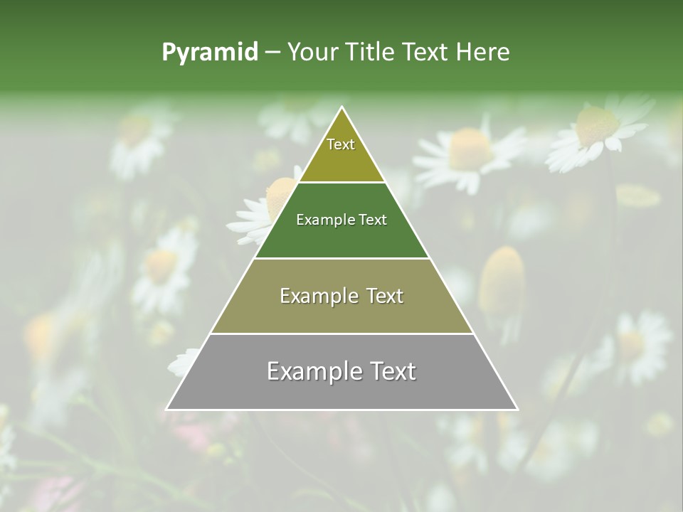 A Field Of Daisies PowerPoint Template