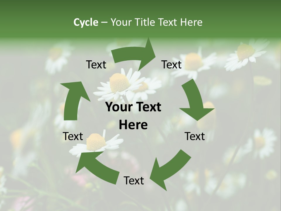 A Field Of Daisies PowerPoint Template