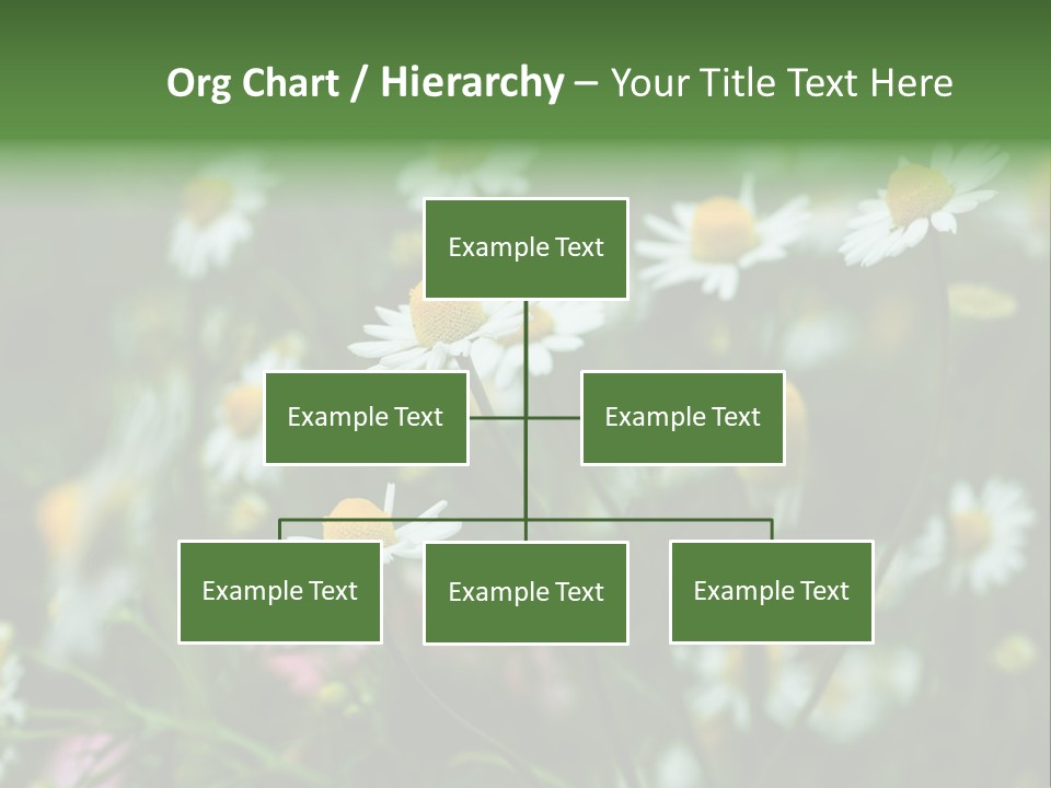 A Field Of Daisies PowerPoint Template