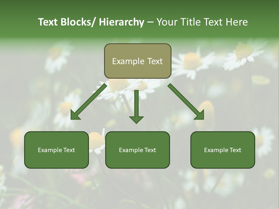 A Field Of Daisies PowerPoint Template