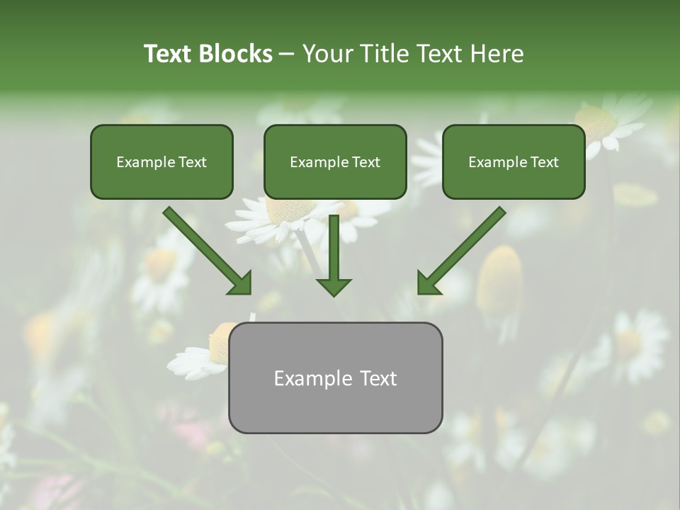 A Field Of Daisies PowerPoint Template