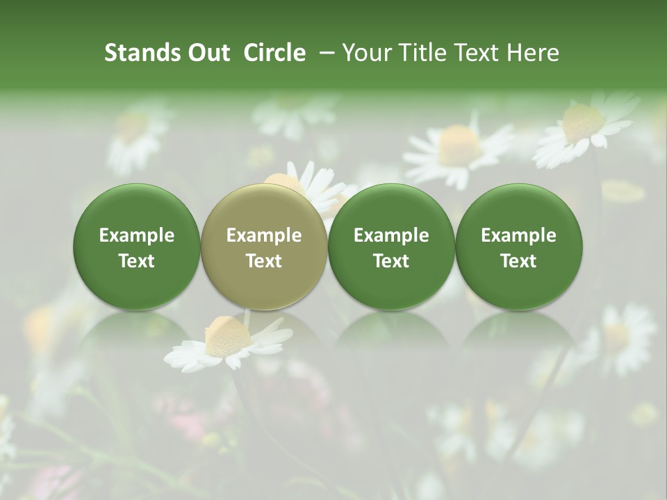 A Field Of Daisies PowerPoint Template