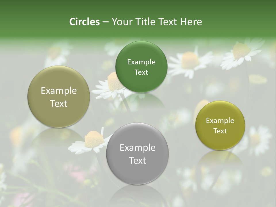 A Field Of Daisies PowerPoint Template